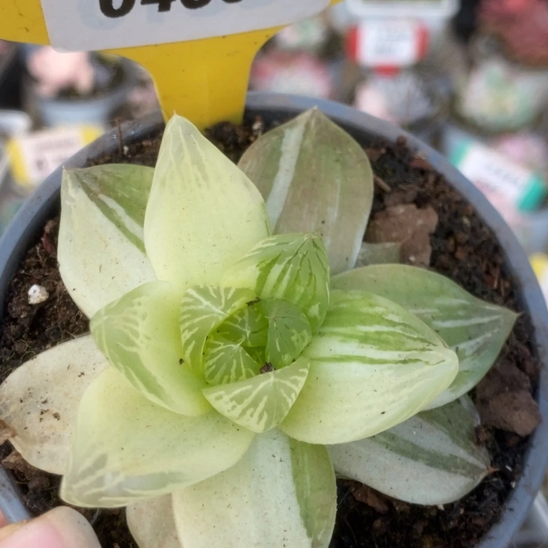 460金之华锦锦锦锦锦锦锦