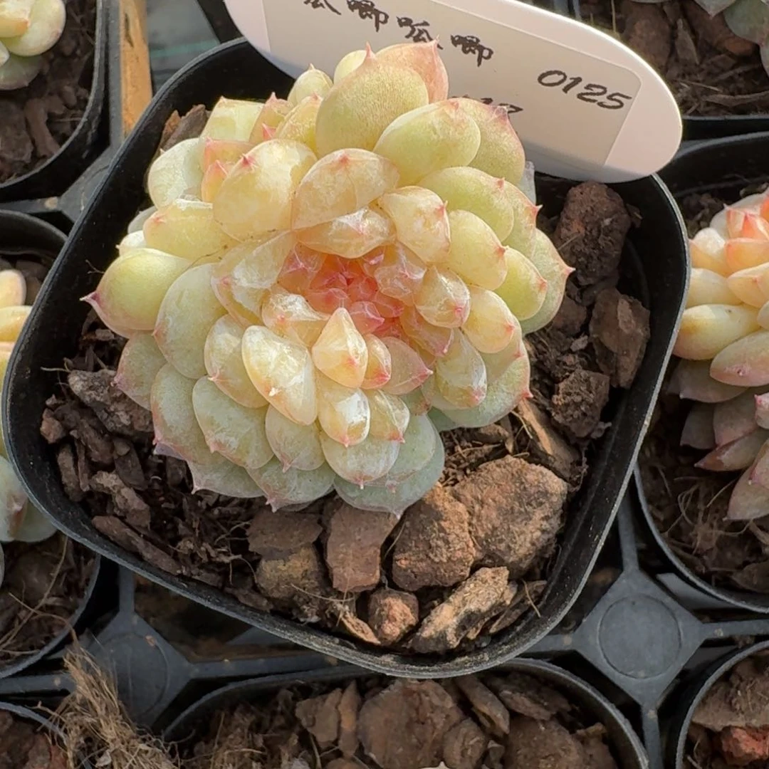 0125-018-缀化一颗