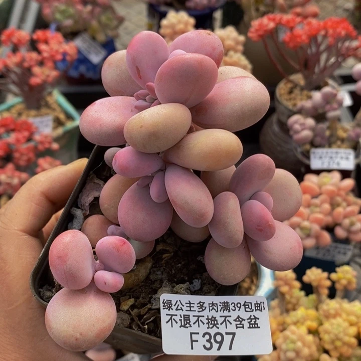腰子桃蛋8cm397多肉植物