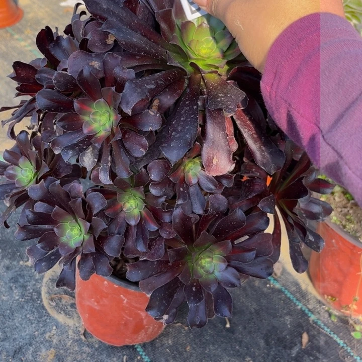 863多肉植物一物一拍