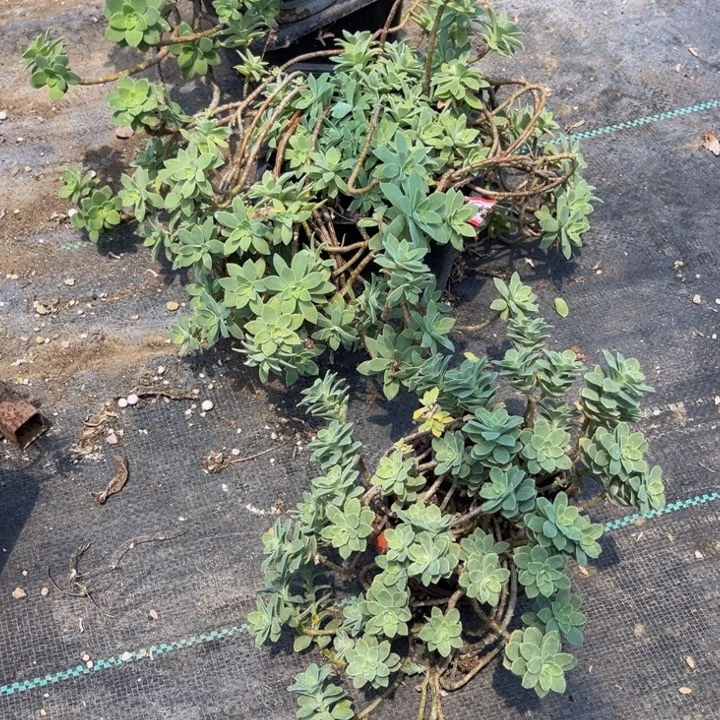 布***冻薄化妆一颗的的的