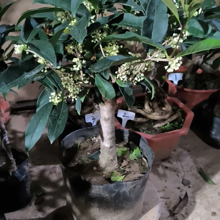 抖***生完全开放四季桂花佛