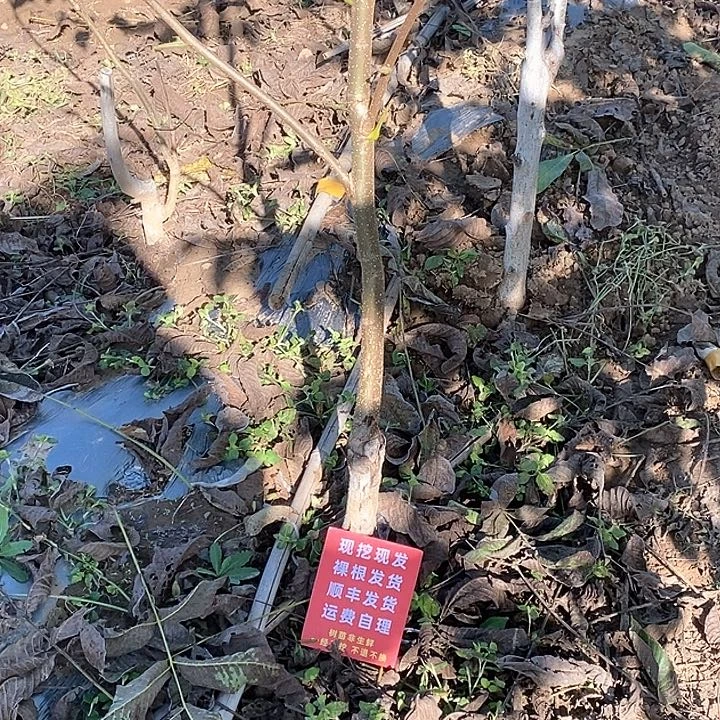 會***魚文玩核桃吊坠文山