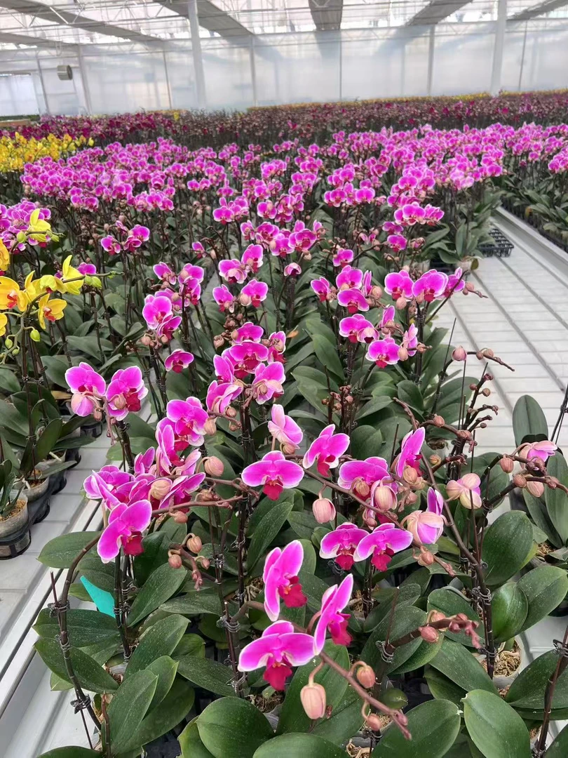 蝴蝶兰———(胭脂)花不售后（全场两颗包邮只拍一颗发花后苗）