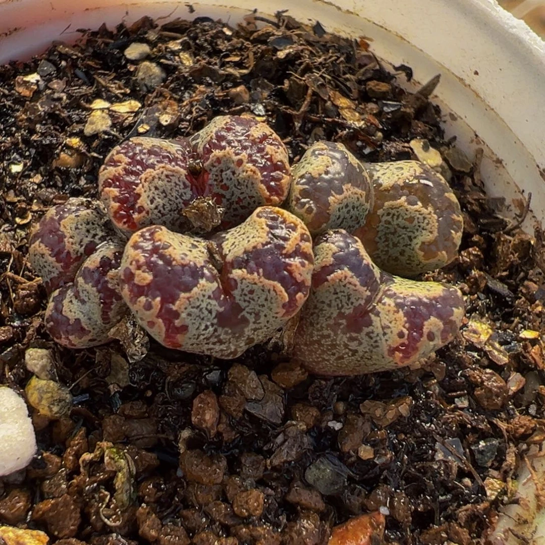 033多肉植物种类多样