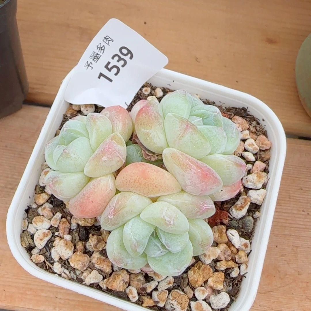 白底奶油冰玉无砍，1539多肉植物