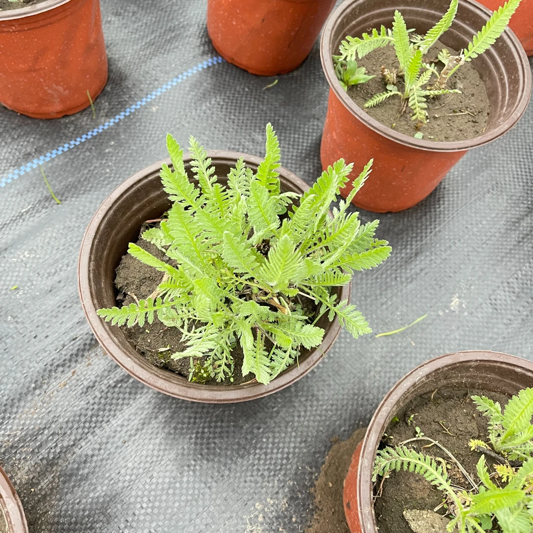 黄蓍草 凤尾蓍 东北抗寒 安全越冬 拍一发三