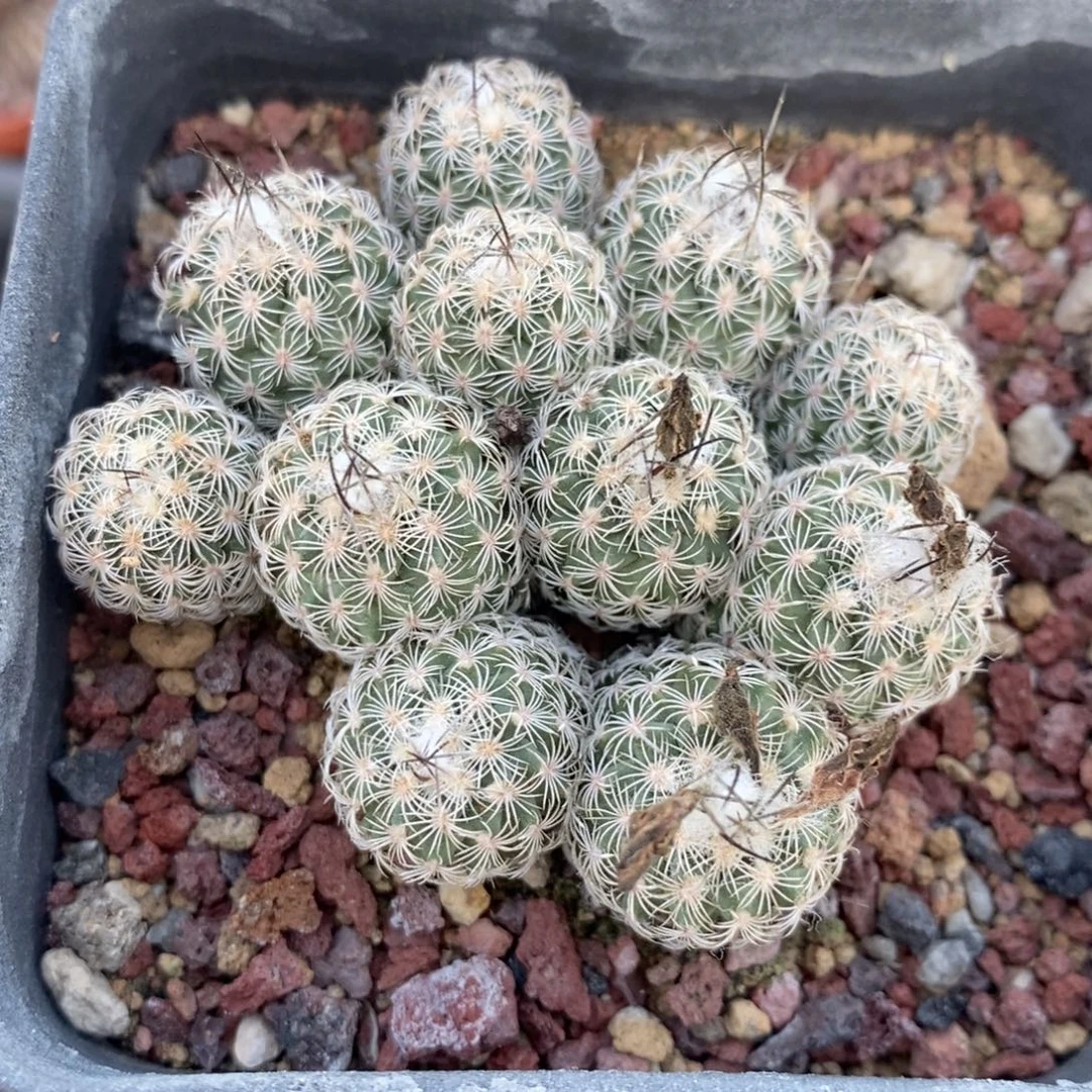 迪克森群植播园艺优选