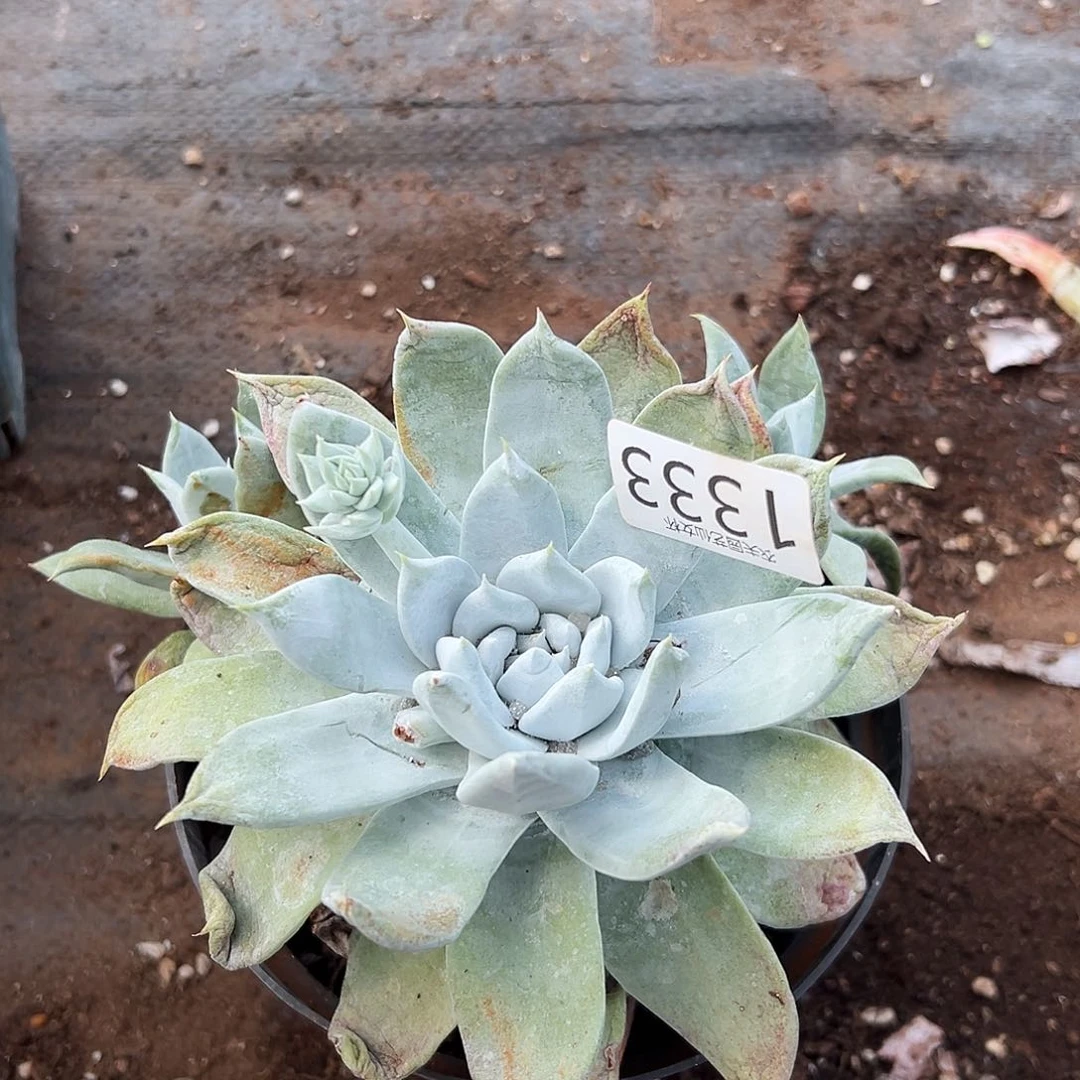 赛琳娜仙女杯多肉处理。