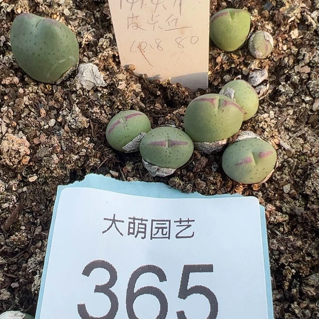 0000365量拍正版1414.71大型皮卡丘2颗