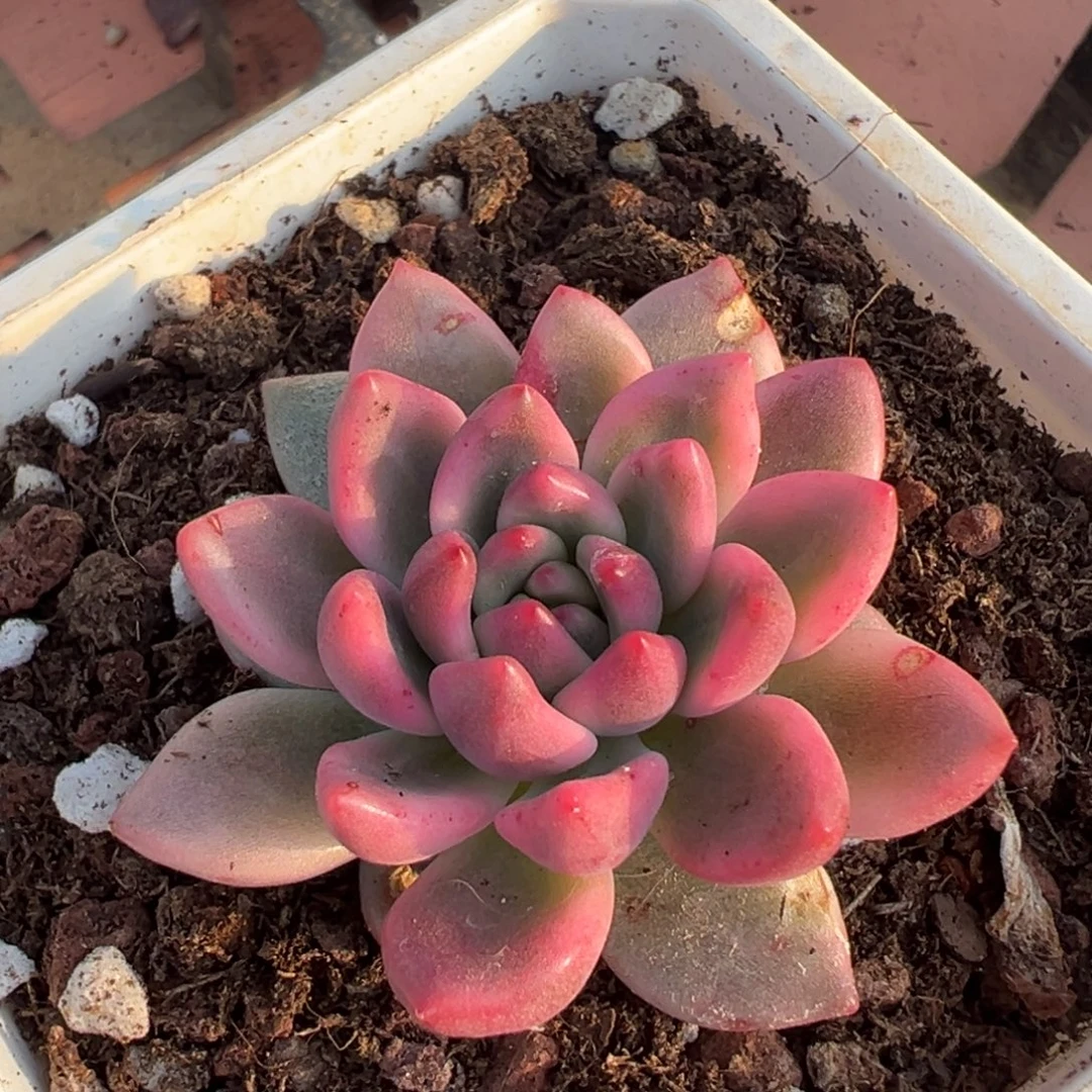 拉菲锦（独家）覆轮锦