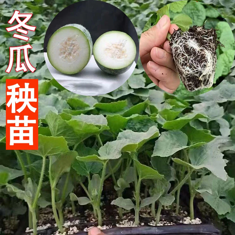 毛冬瓜苗高产毛节瓜苗青皮小冬瓜苗毛节瓜冬瓜秧苗四季蔬菜苗子