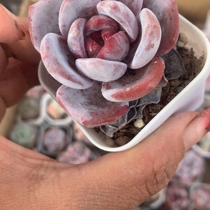 雪茶  （不满9.99发空盆需要拍保温不拍扣1颗多肉）