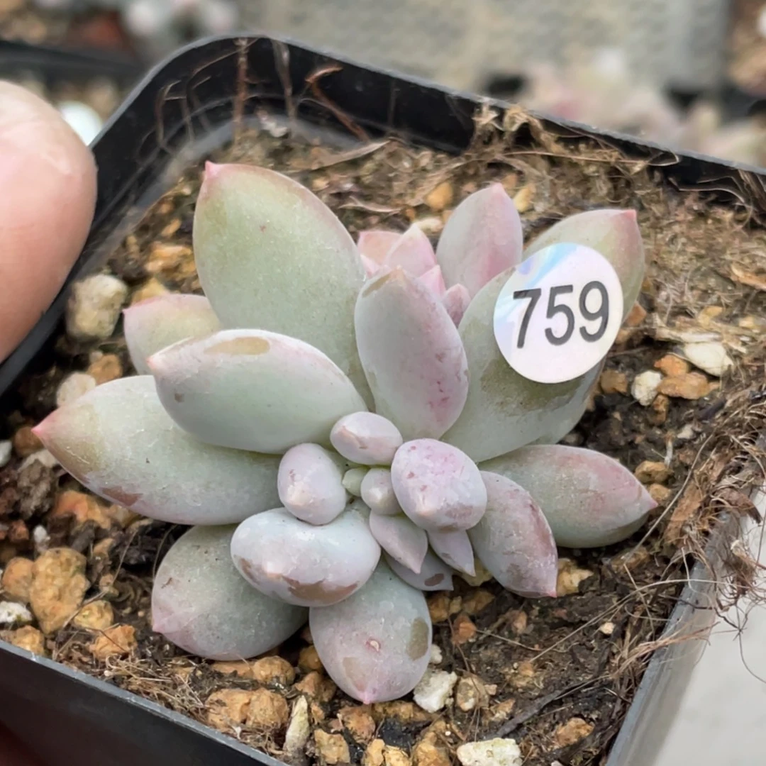 加菲猫三点零缀化