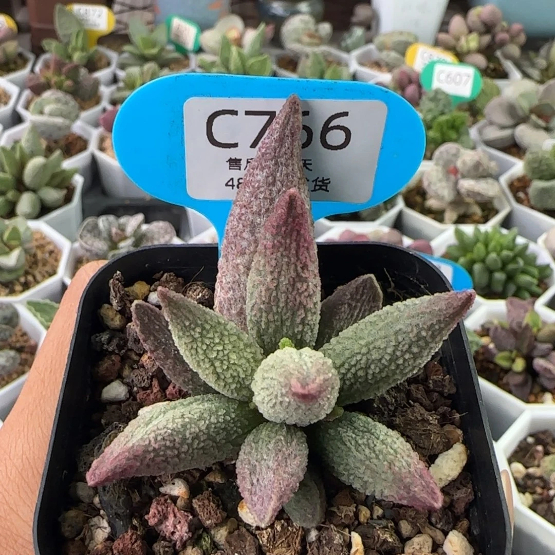 纯红哈默杂。 766。