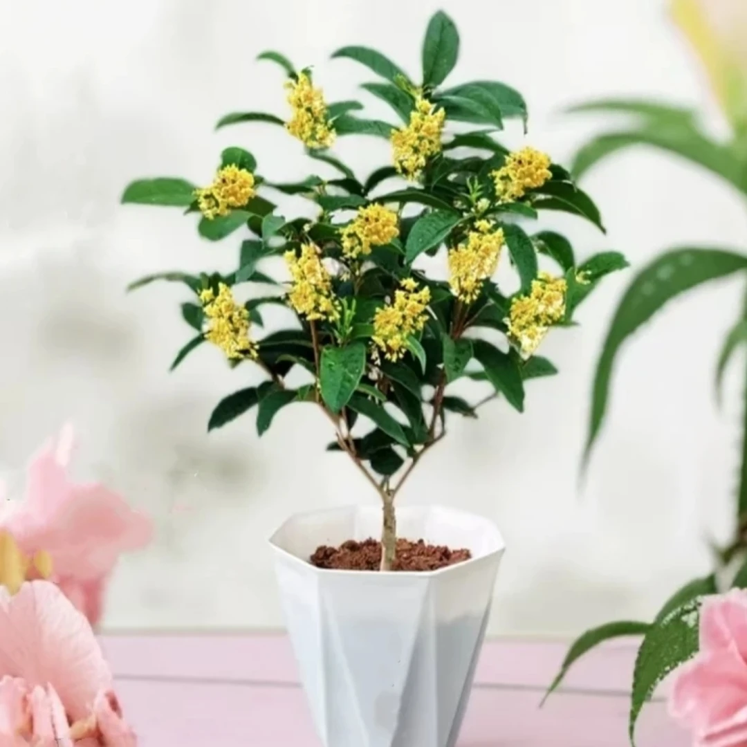桂花树苗盆栽四季桂花小绿植室内花卉开花不断阳台庭院阳台浓香型