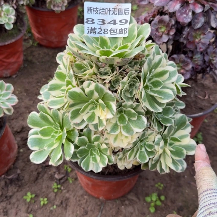 流***雨8349二号棚迈巴赫多肉B