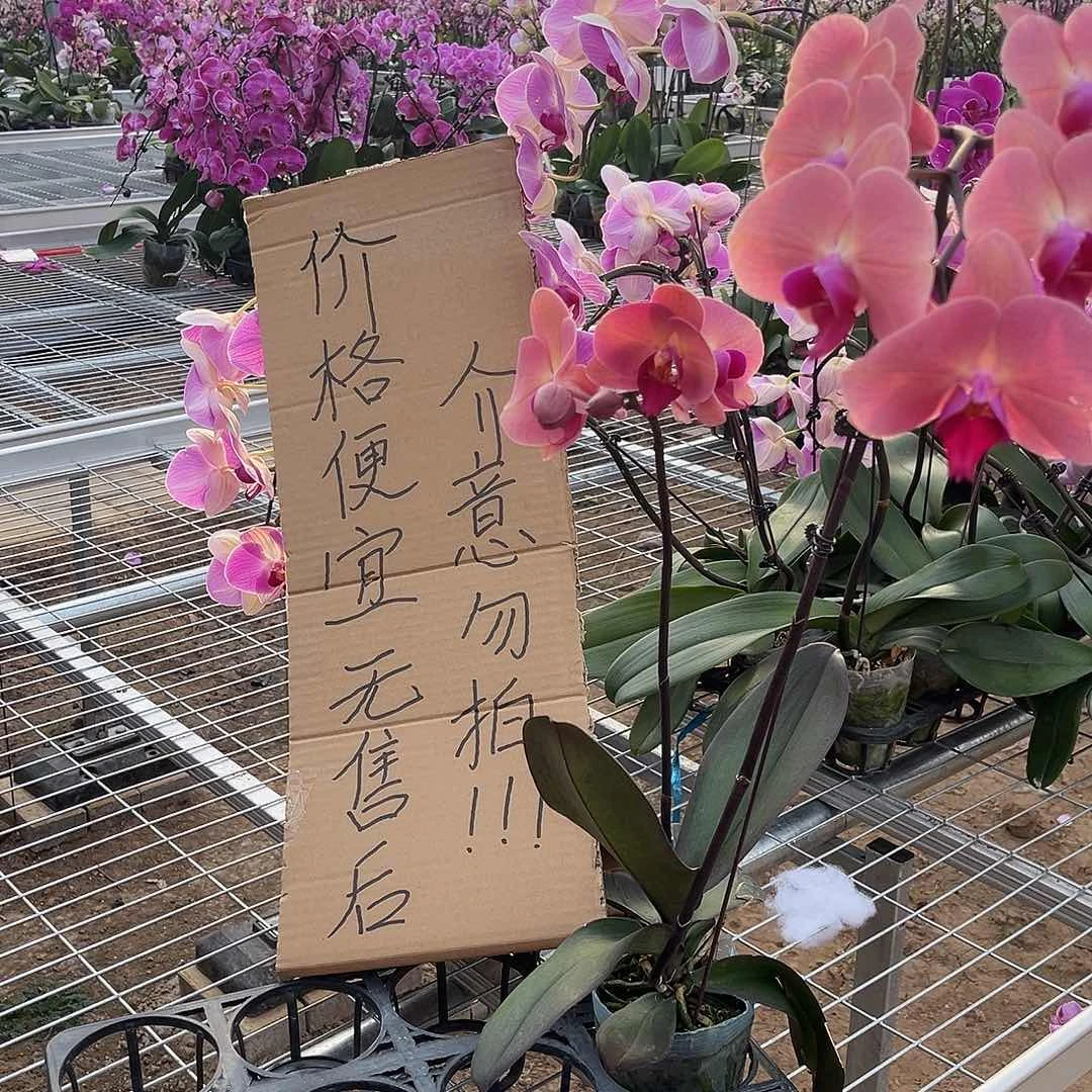 暖***江完全开放蝴蝶兰1个 不售后