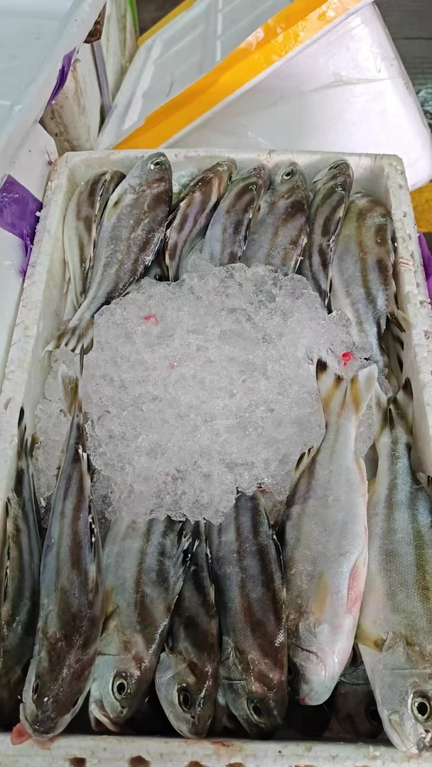 湛江野生海捕   丁公鱼  斑猪鱼   5斤  一斤3条左右  顺丰发货