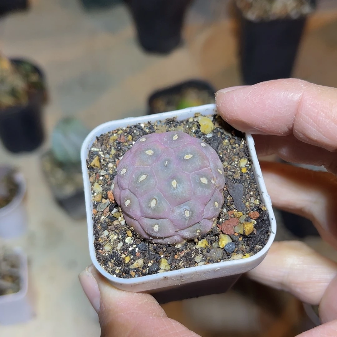 无刺习志野仙人球