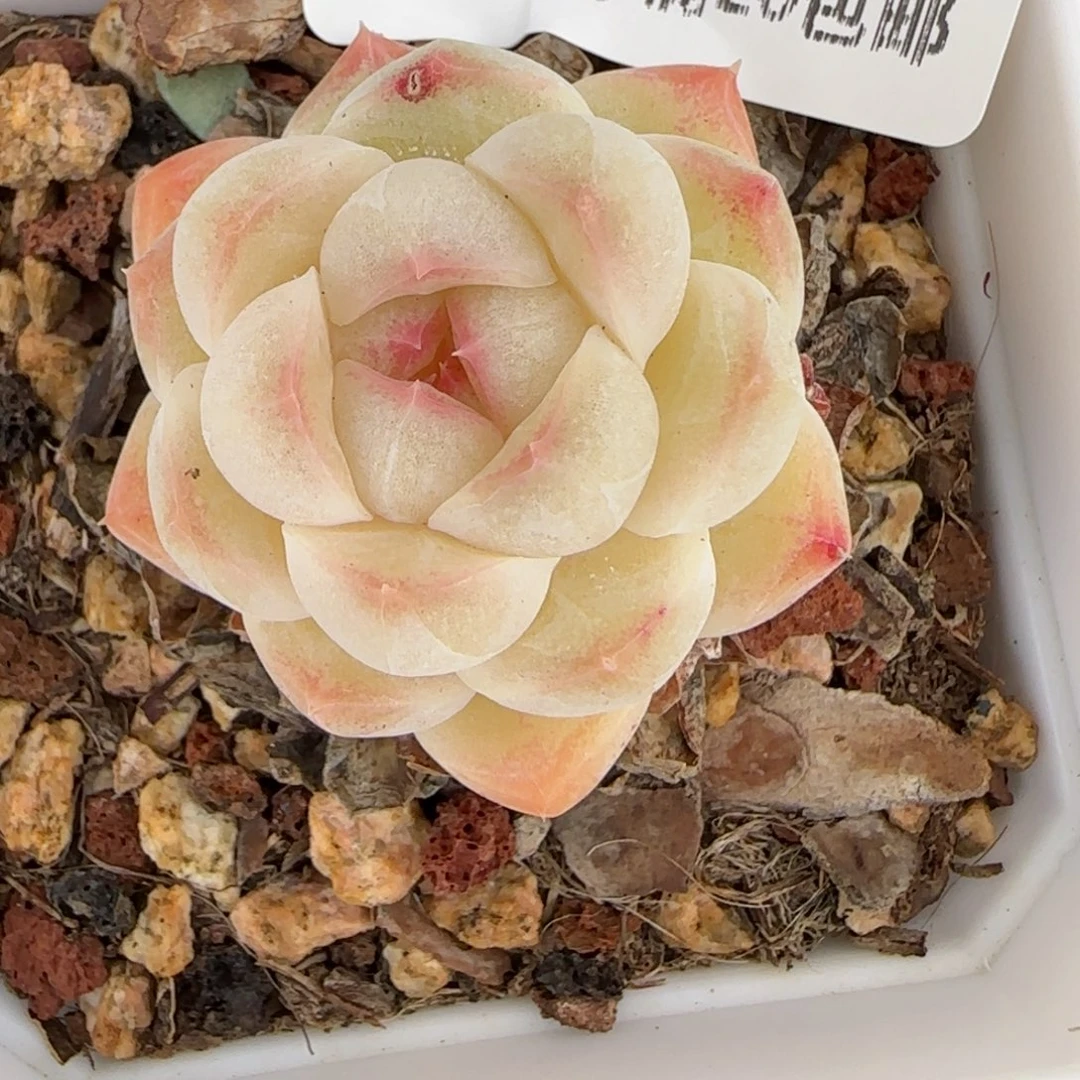 花语逸镜0127-402