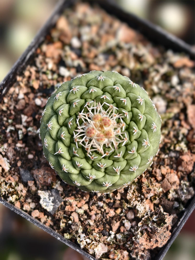 菊水仙人球实生一物一拍（尺寸2.6厘米，货号531）