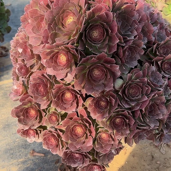 星*2.10-64花月夜多肉1