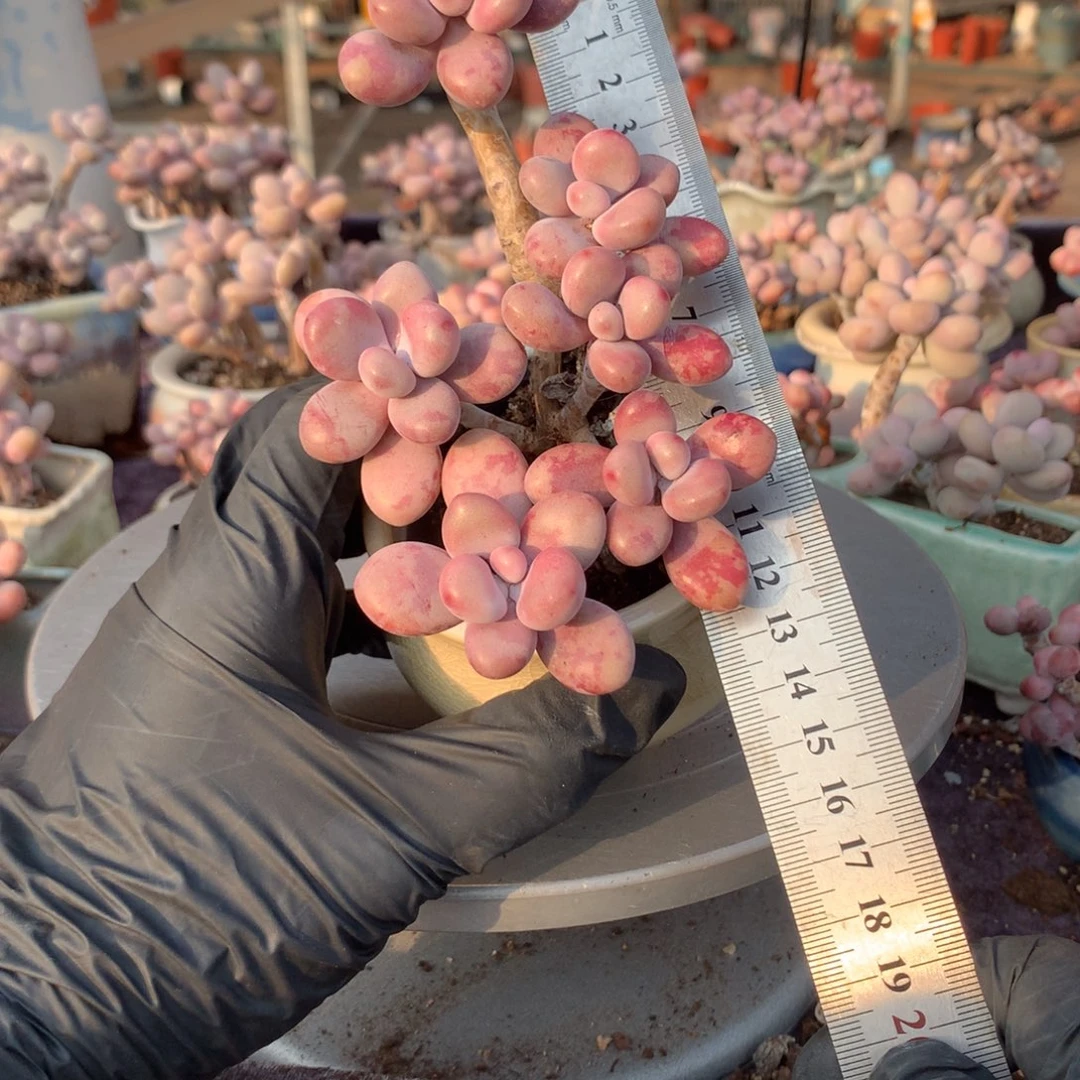 6号带盆偏远地区不包邮的