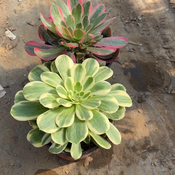 2颗妖月迈巴赫一圈头多肉量拍