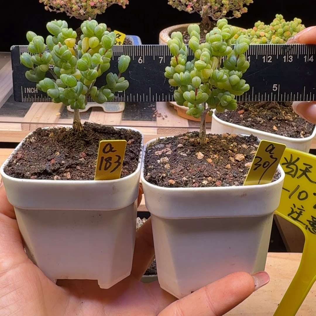 顾****a183a307后两棵元宝