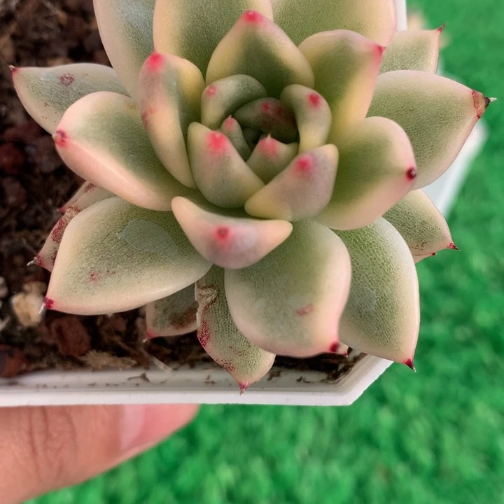 黑水晶玫瑰锦，锦