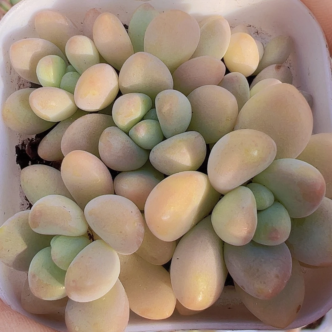 5头起奶酪蛋糕19包邮多肉