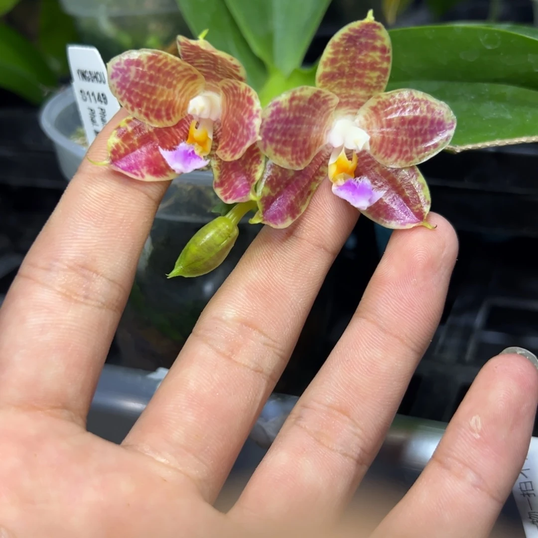 完全开放l889三寸ys1149