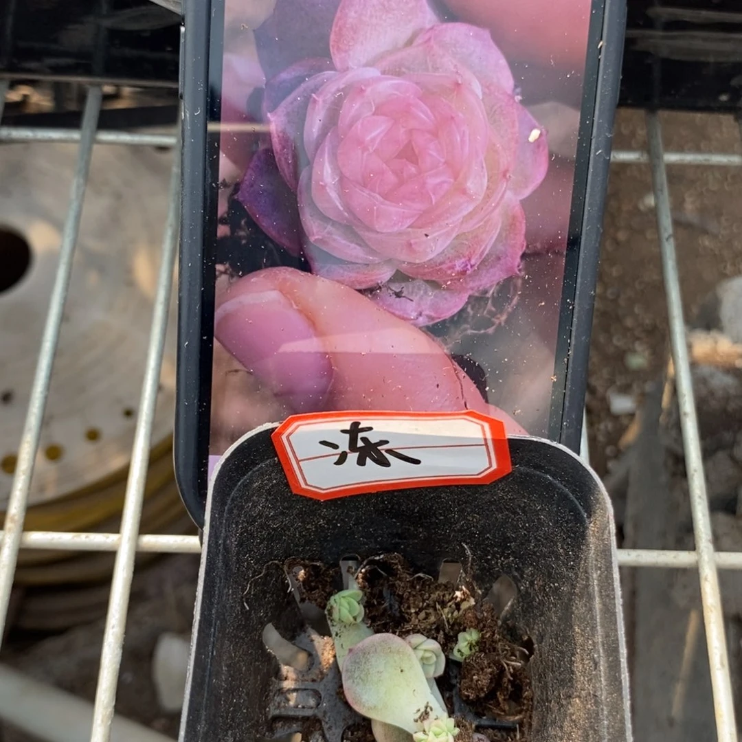 穴盘冻唇蜜芽苗一个