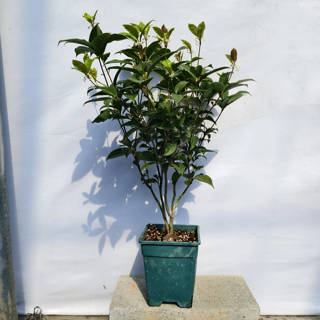 常年开花四季桂花泥炭土种植到家直接养就行