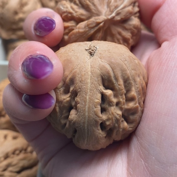 哥***牌吊坠文玩核桃霸王龙