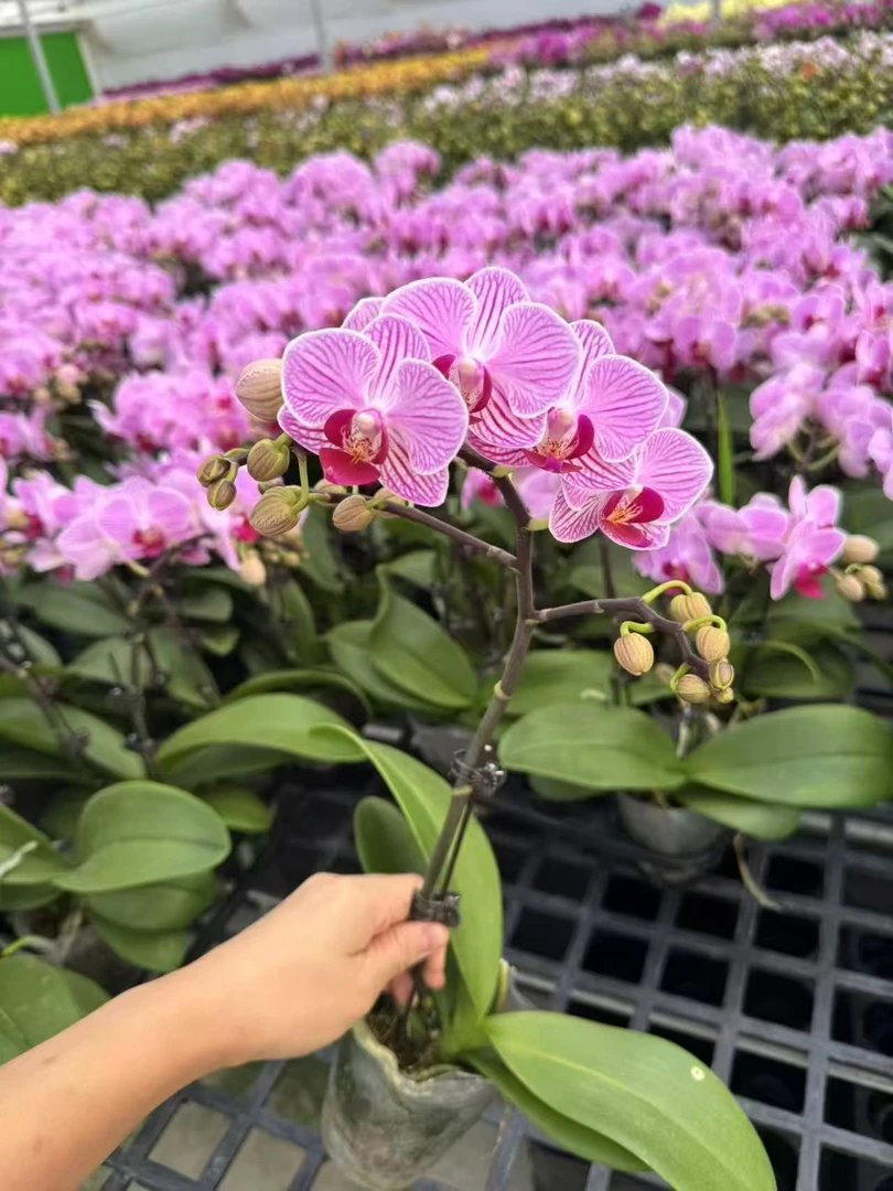 蝴蝶兰【花仙子】粉色中大花系室内好养花期长带花苞鲜花