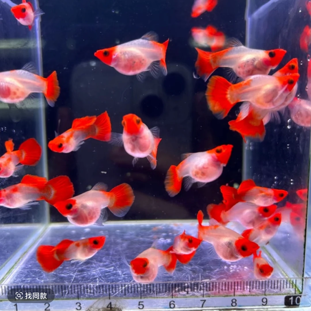 红头玻璃黑眼猫球体孔雀鱼观赏鱼活小鱼短身黄化深海蓝越南进口f1