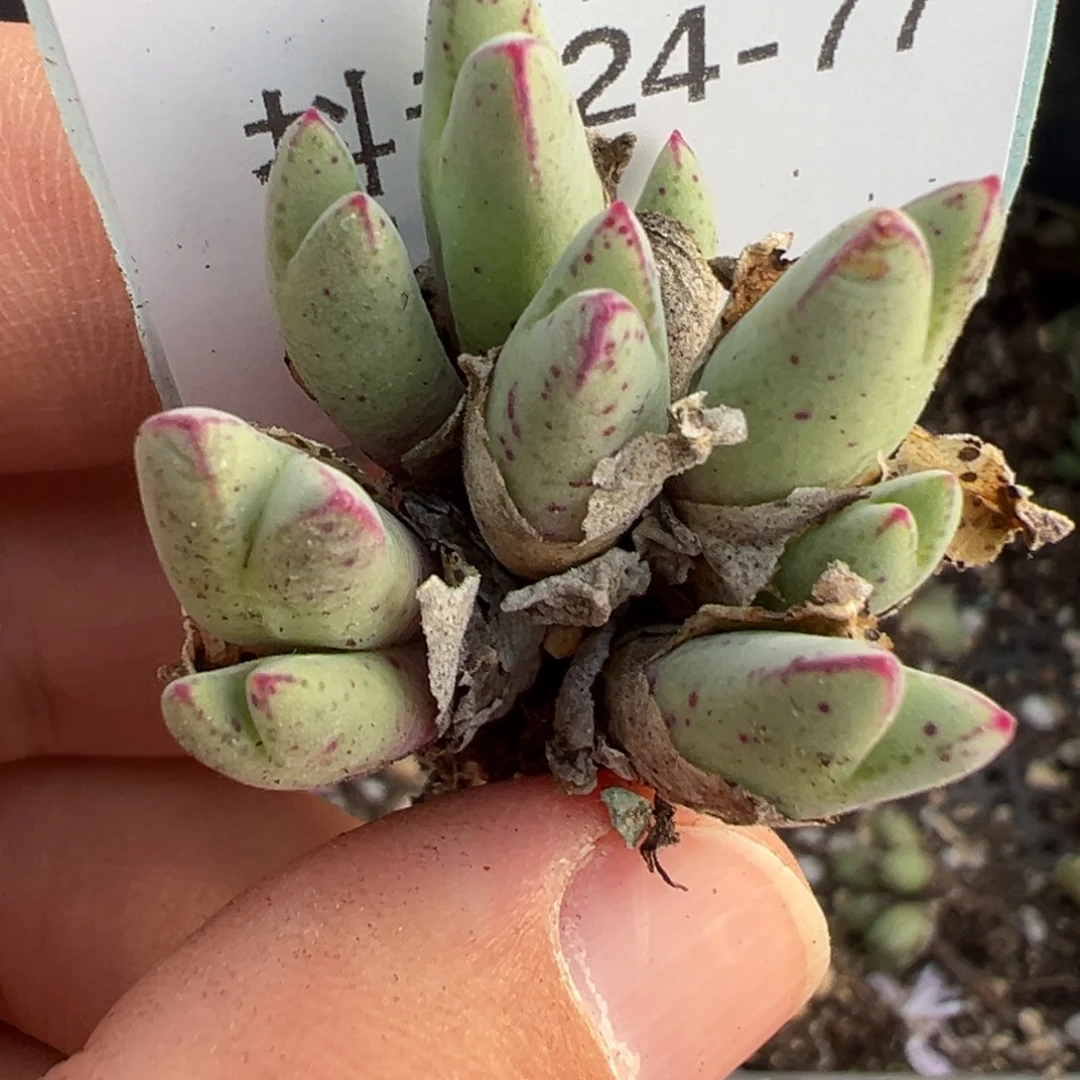 24-77肉锥多肉植物