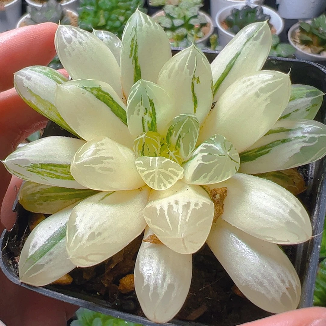 5997多肉植物一颗多肉