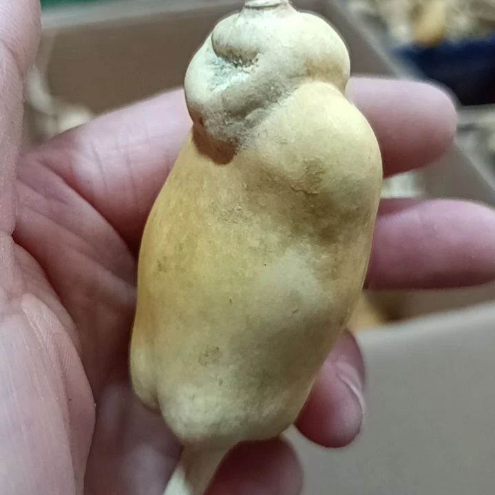 a***人葫芦葫芦葫芦葫芦葫芦