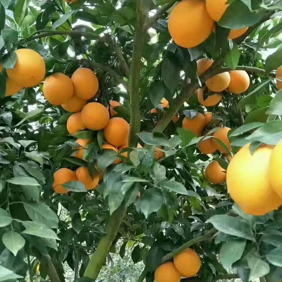 新鲜采摘当季赣南脐橙产地直发