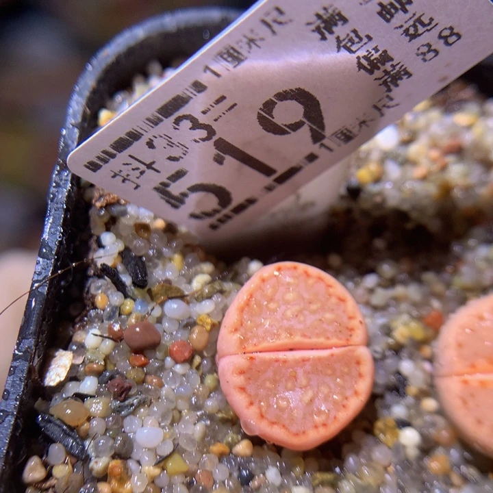 精品生石花33.519