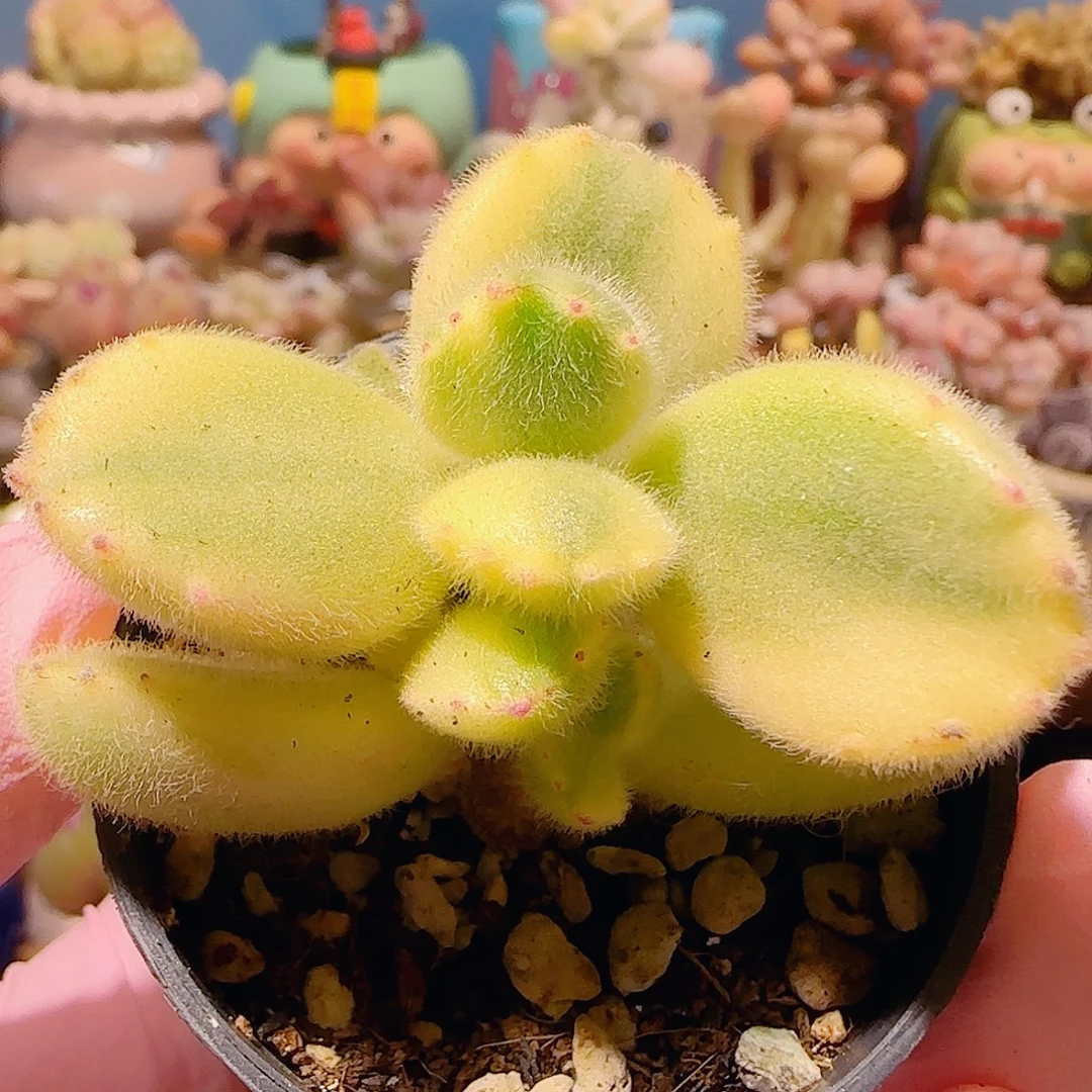 T可爱熊童子盆口3.5cm