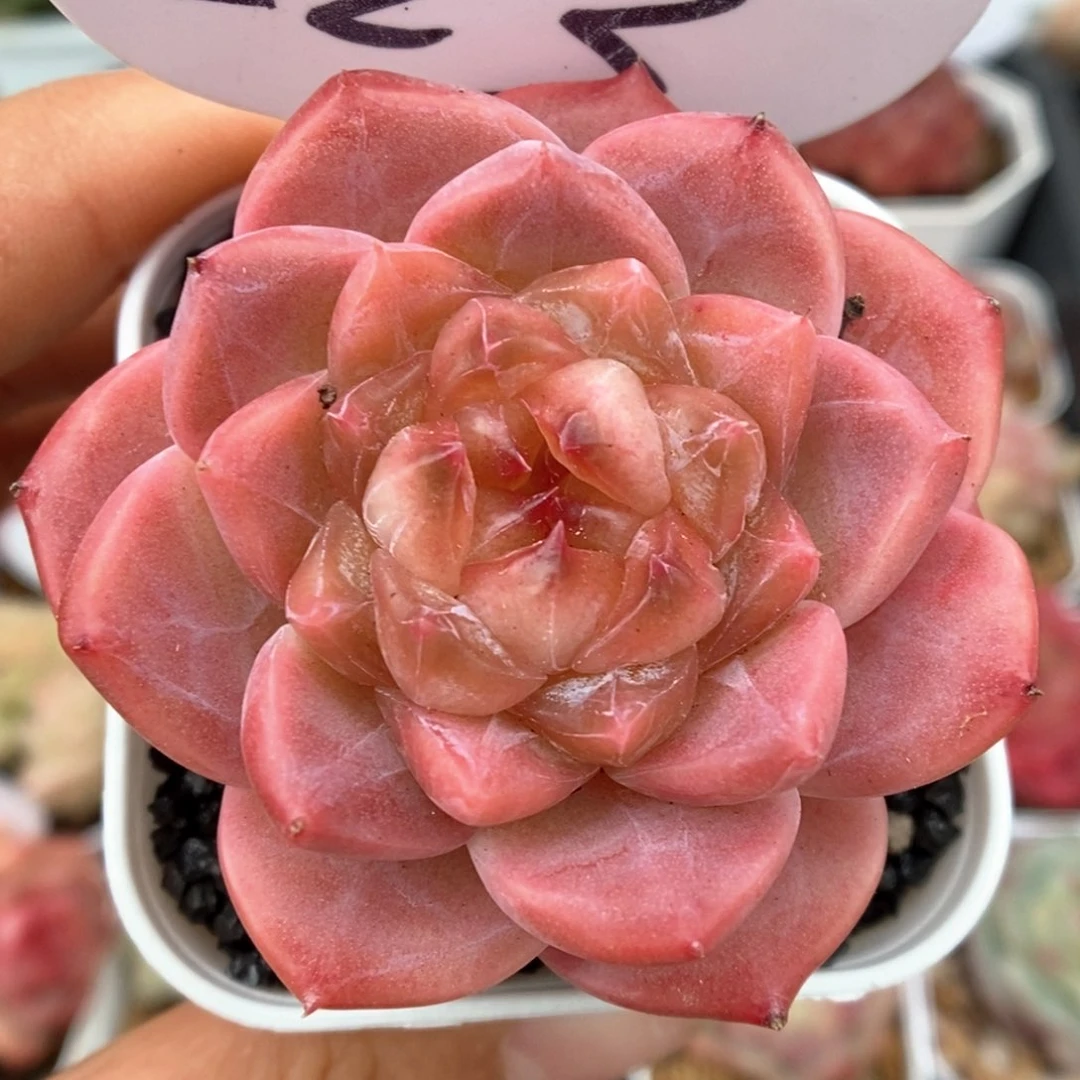 糖心粉魄可拍523号。