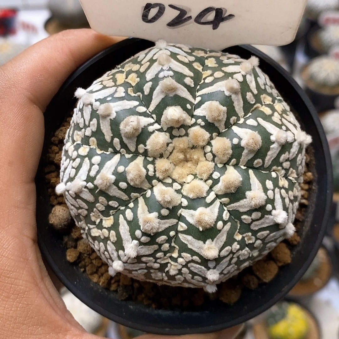 024福利特价咯啦哦