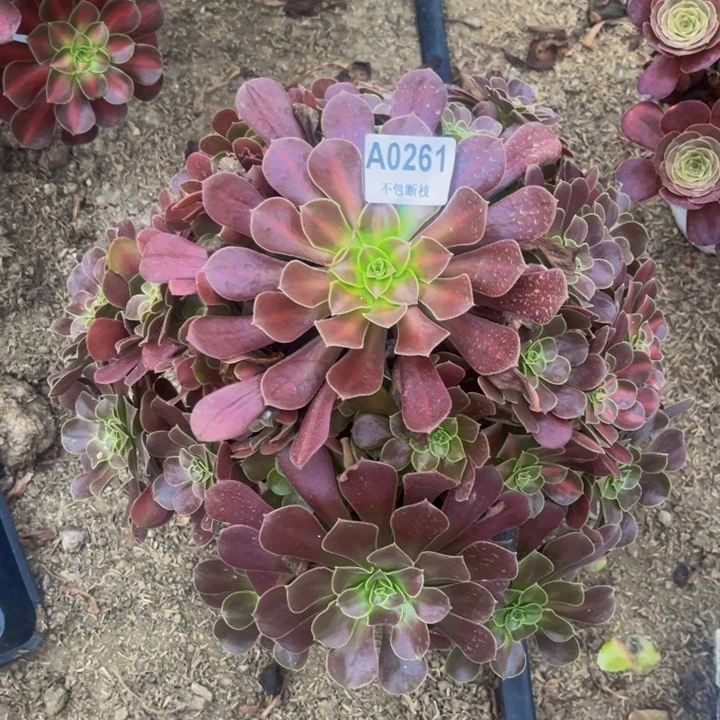 261花纳多肉法师不包断枝