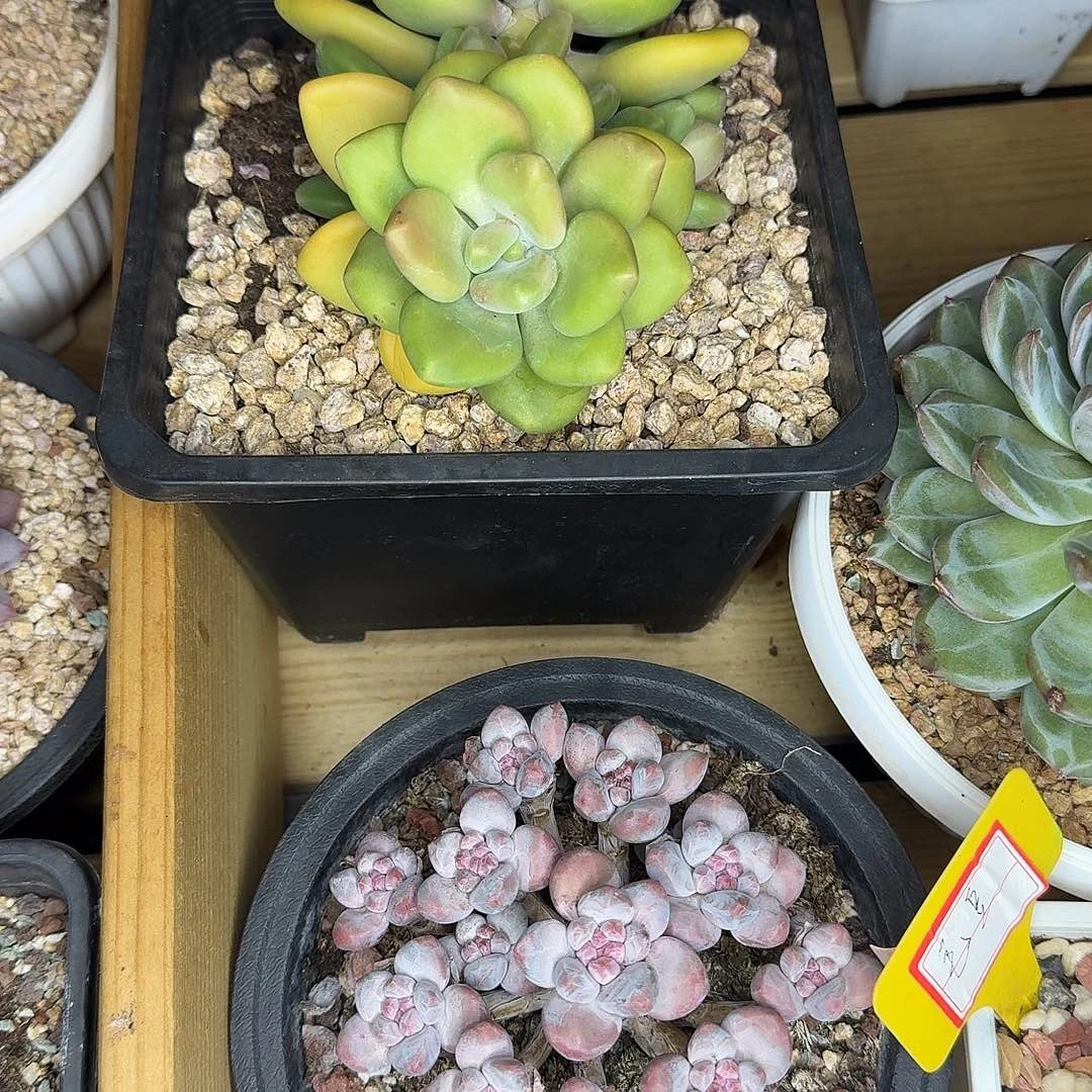毛***官豆麻麻芒果奶一颗寄养