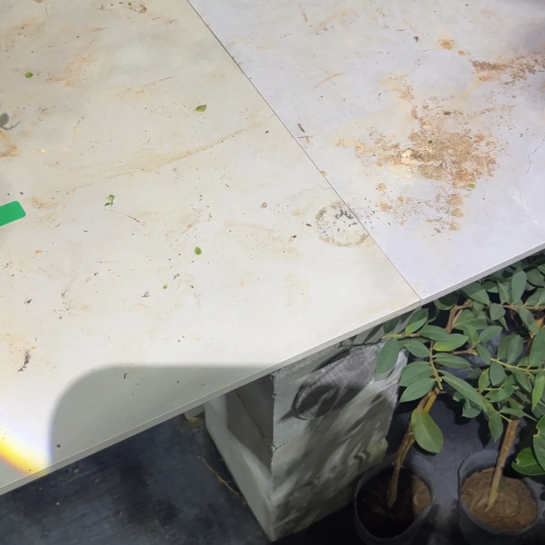 无花朵红宝石嫁接
