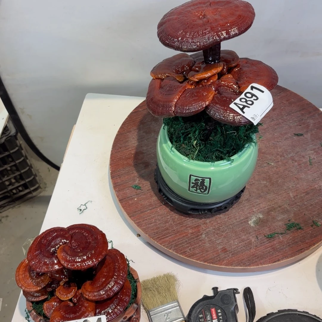 礼***信灵芝8888888888888888888888